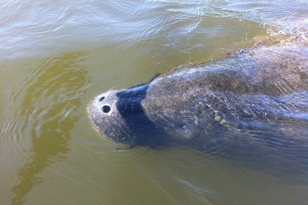 Manatee floating on its back in green water